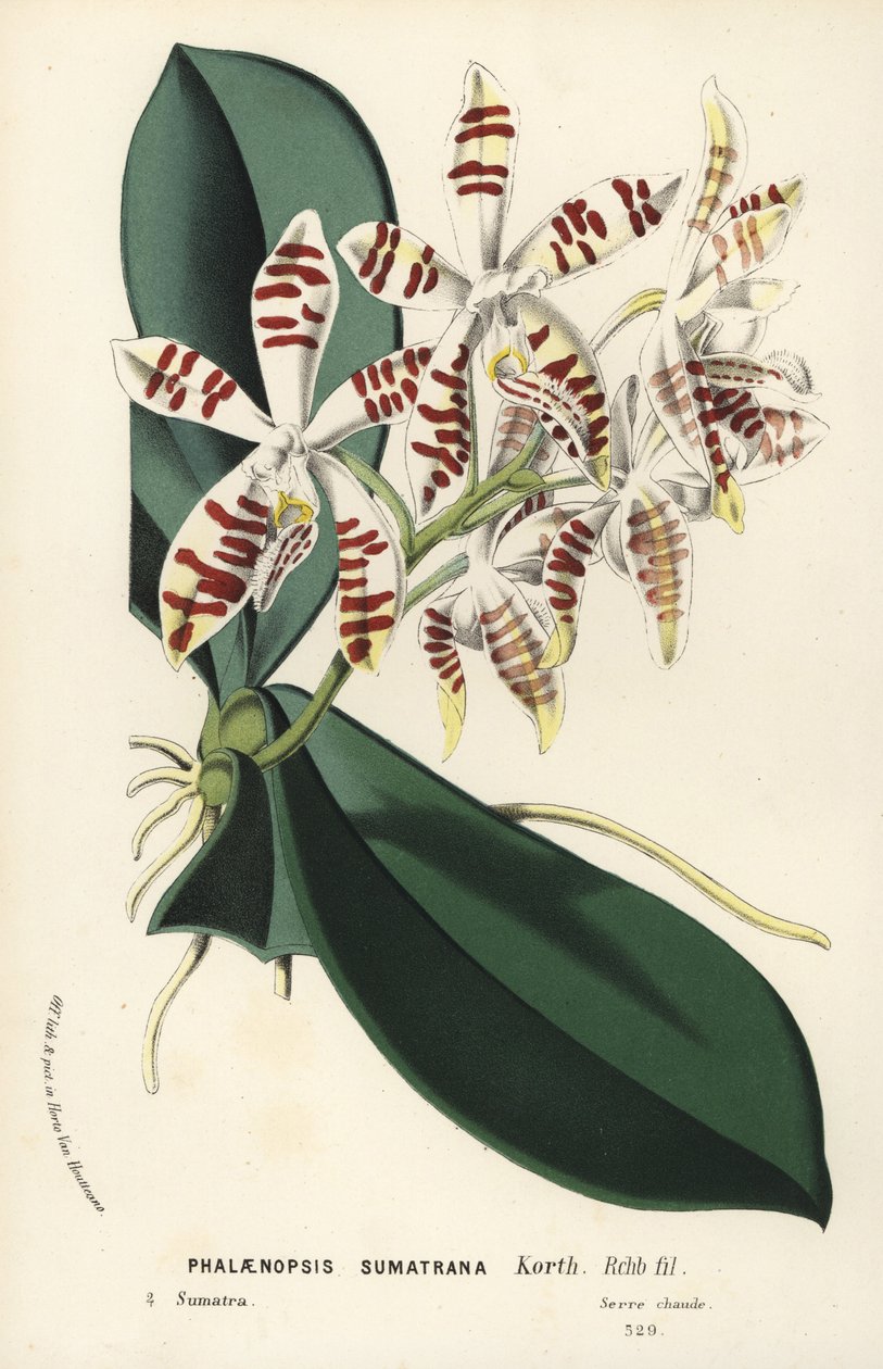 Orchidej phalaenopsis sumatra, Phalaenopsis sumatrana. Ručně kolorovaná litografie z knihy Louise van Houtteho a Charlese Lemaira Květiny evropských zahrad a skleníků, Flore des Serres et des Jardins de l