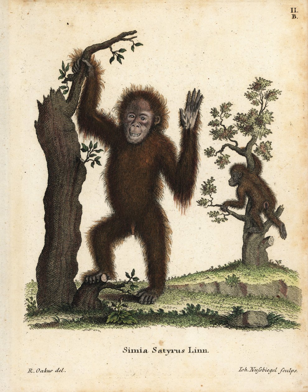 Orangutan sumaterský, Pongo abelii. Kriticky ohrožený. Ručně kolorovaná mědirytina podle ilustrace R. Oakse z knihy Johanna Christiana Daniela Schrebera Animal Illustrations after Nature, or Schreber