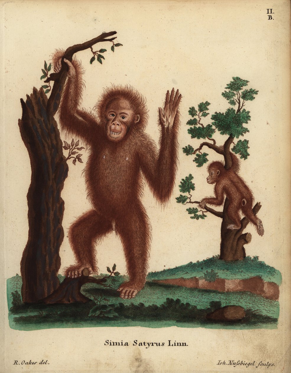 Orangutan sumaterský, Pongo abelii. Kriticky ohrožený. Simia satyrus Linn. Ručně kolorovaná mědirytina Johanna Nussbiegela podle ilustrace R. Oakse z knihy Johanna Christiana Daniela Schrebera Animal Illustrations after Nature, or Schreber