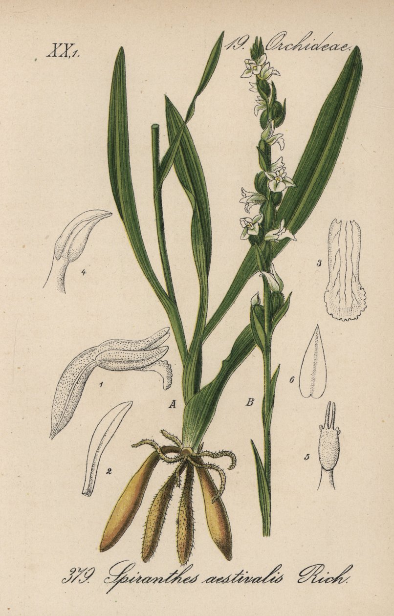 Spiranth letní - Spiranthes aestivalis - letní ladoňka. Ručně kolorovaná litografie z knihy Diedericha von Schlechtendala Německá flóra (Flora von Deutschland), Jena. od Unbekannter Künstler