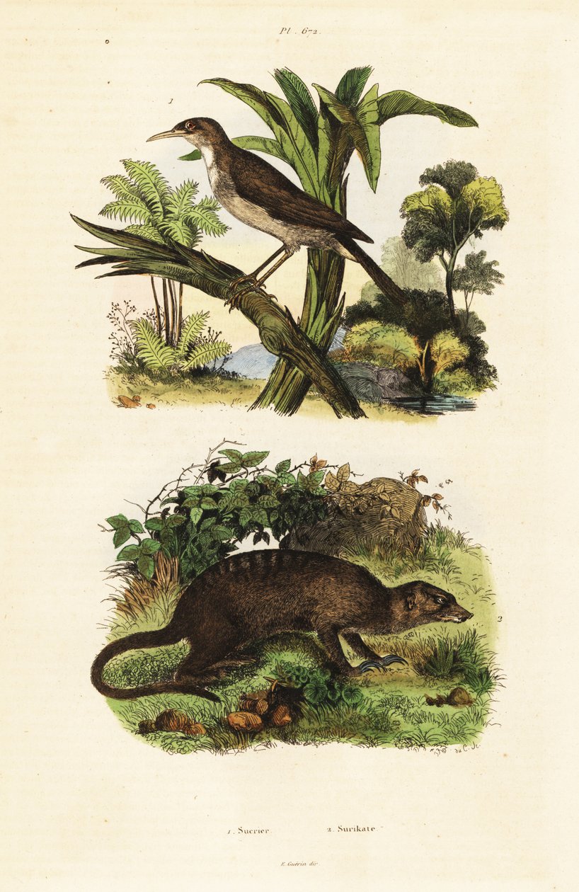 Sluneční pták a surikata., 1834-1839 (rytina) od Unbekannter Künstler