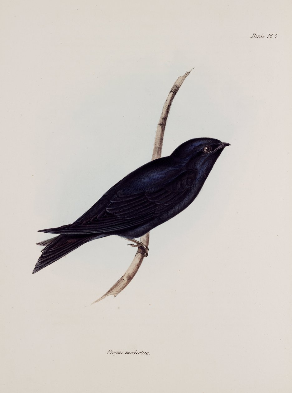 Vlaštovka nebo martin, Jižní Amerika, c 1832-1836 od Unbekannt
