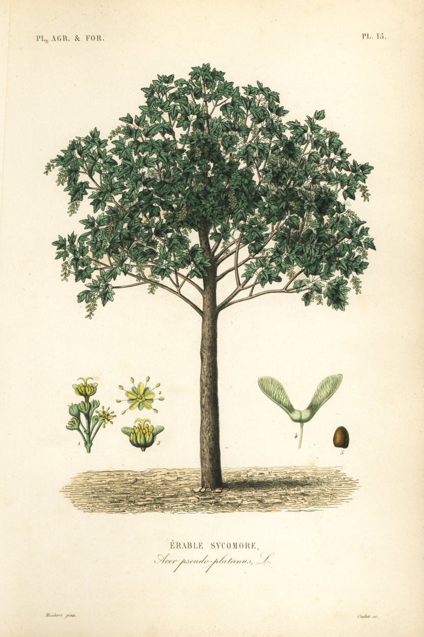 javor klen, Acer pseudoplatanas, platan Erable od Unbekannt
