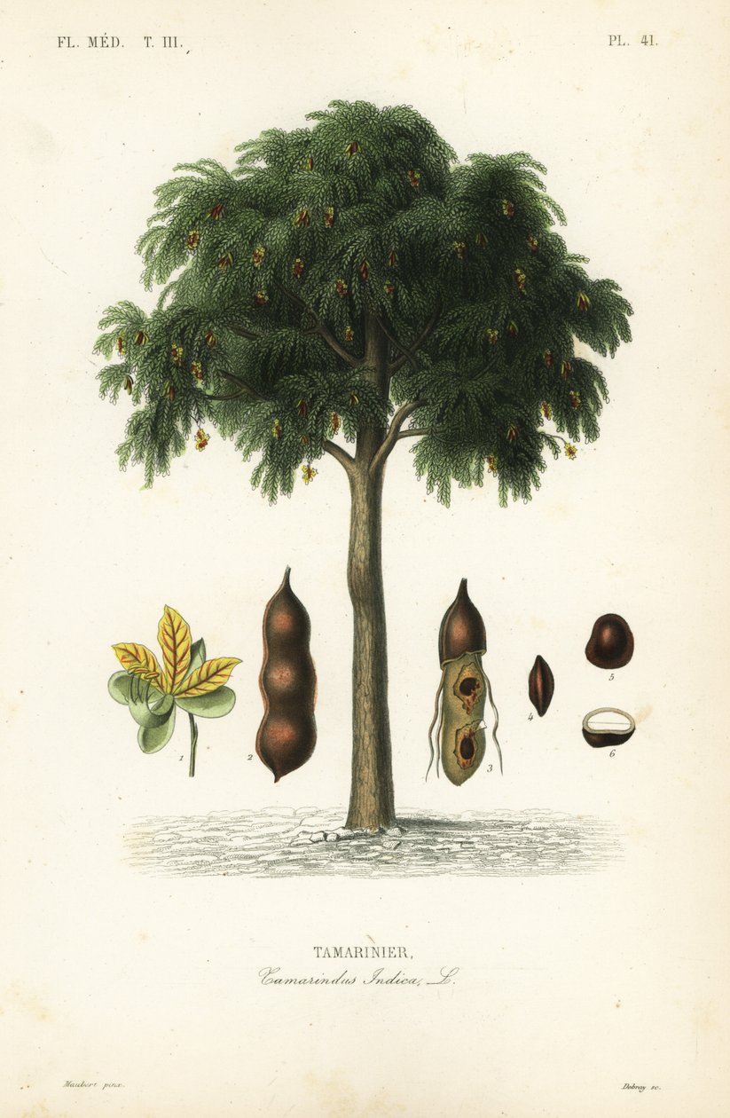 Tamarind strom, Tamarindus indica, Tamarinier od Unbekannt