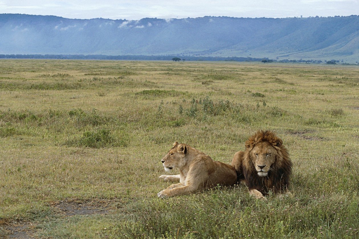 Chráněná oblast Ngorongoro, Tanzanie od Benjamin Baud