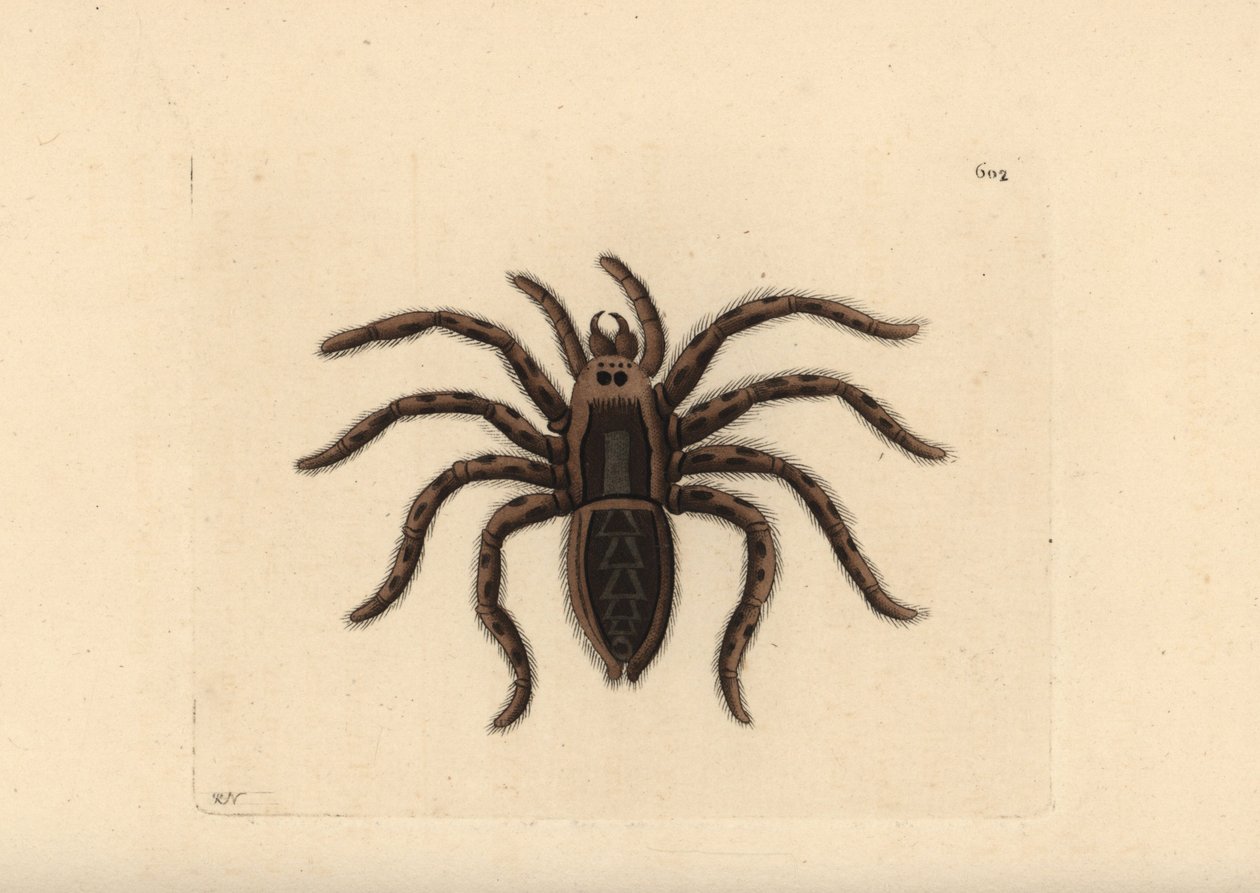 Tarantule vlčí, Lycosa tarantula (Tarantula spider, Aranea tarantula). Ilustrace nakreslil a vyryl Richard Polydore Nodder. Ručně kolorovaná mědirytina z knihy George Shawa a Fredericka Noddera The Naturalist