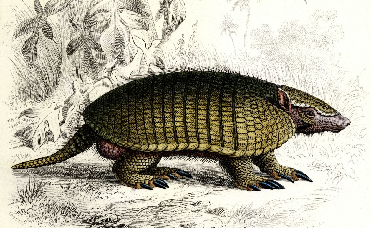 Encoubrt armadillo (Dasypus sexeinetus), jedovatí savci. In "Dictionnaire universel d