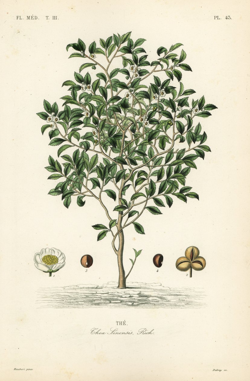Čajovník nebo čajovník, Camellia sinensis, Thea sinensis, od Unbekannt