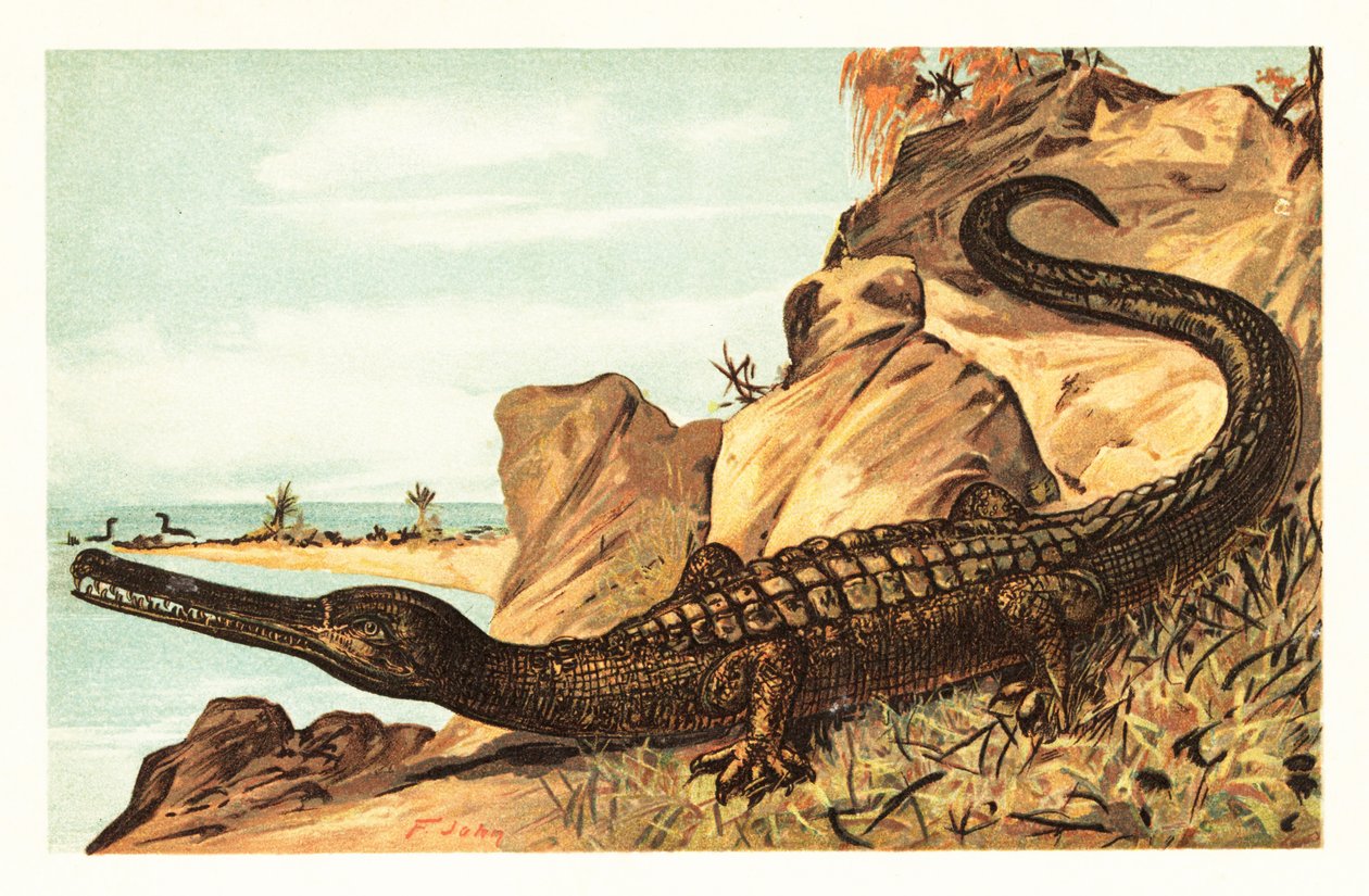 Teleosaurus cadomensis, vyhynulý druh mořského krokodýla.1908 (litografie) od Unbekannter Künstler