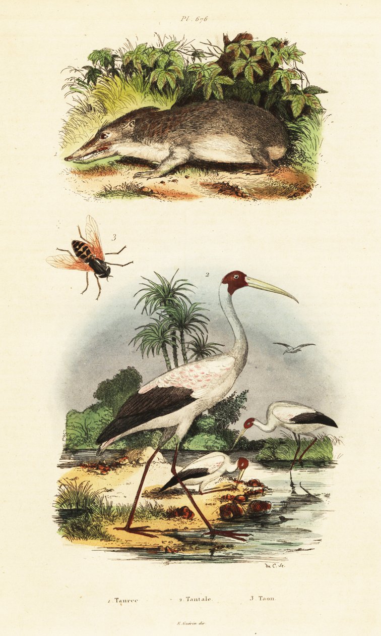 Tenrec, čáp a kůň., 1834-1839 (rytina) od Unbekannter Künstler