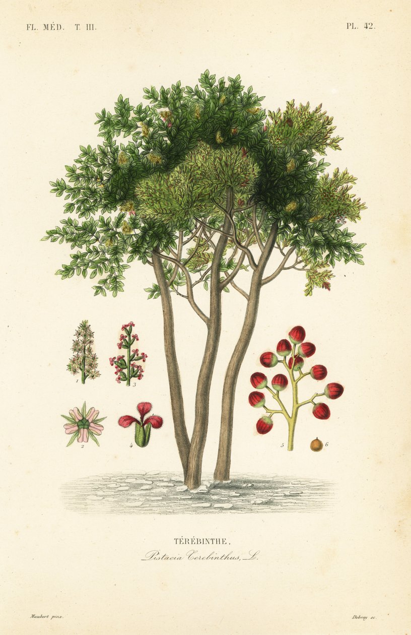 Terebinth neboli terpentýn, Pistacia terebinthus, Terebinthe od Unbekannt