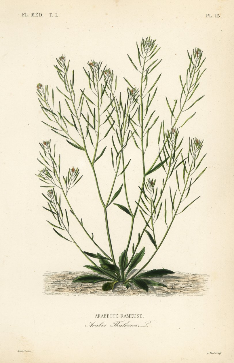 Řeřicha Thale, řeřicha klasnatá nebo arabidopsis, Arabidopsis thaliana, Arabis thaliana, Arabette rameuse od Unbekannt