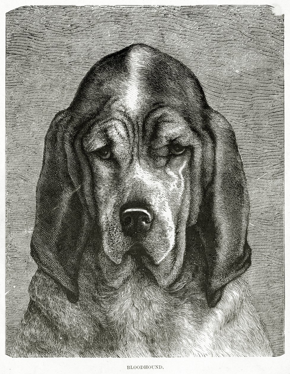 Krvavý pes. 1902 (litho) od Unknown