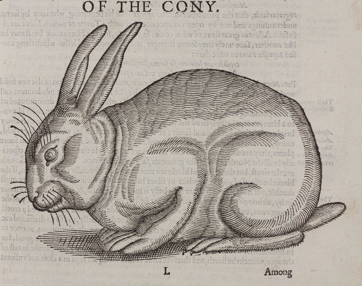 Cony od Unbekannt