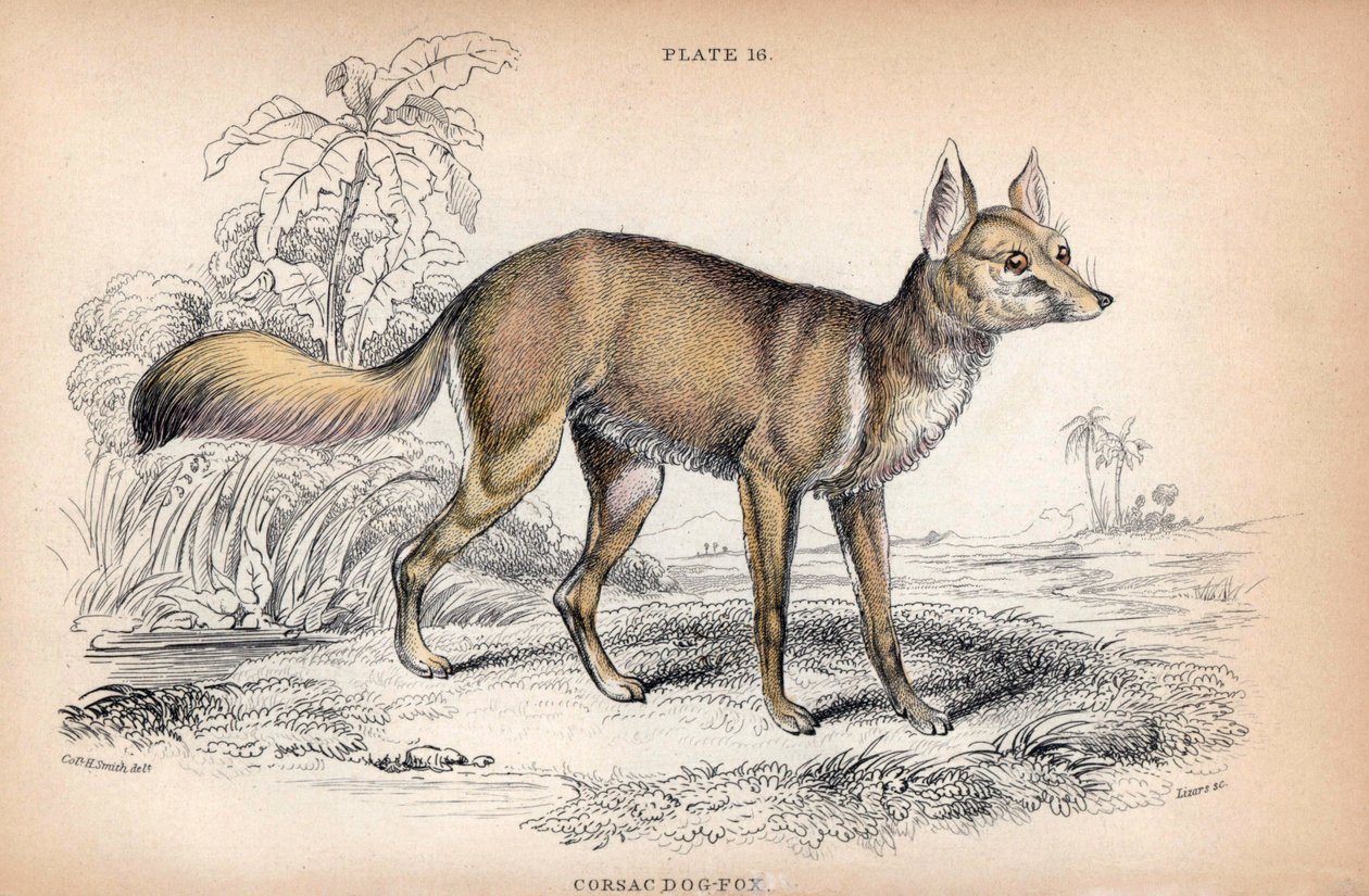 Liška korsacká, Vulpes Corsac - litografie plukovníka Charlese Hamiltona Smithe k ilustraci Naturalist