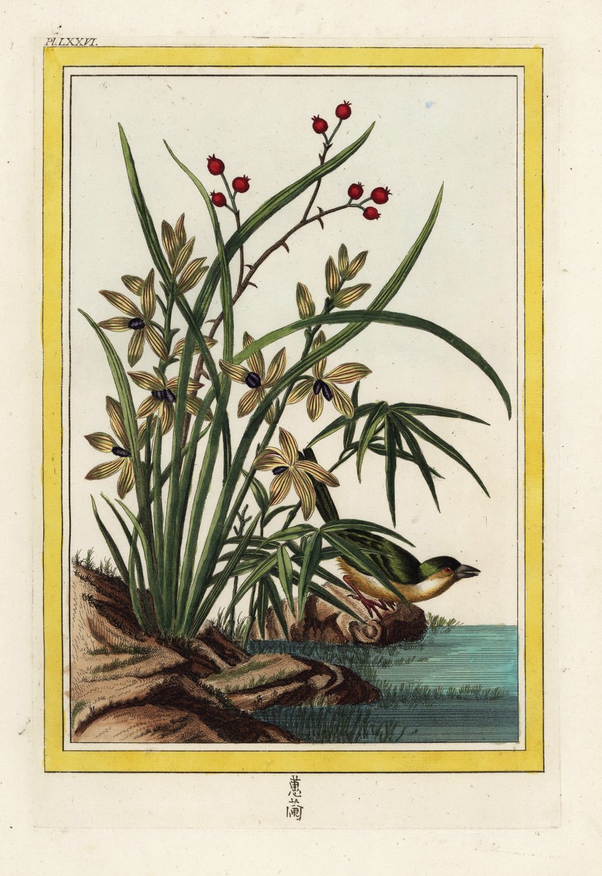 Elleborin z Číny. Čemeřice dlouholistá, Cephalanthera longifolia. Ručně kolorovaný lept od Pierra Josepha Buchoze "Vzácná a osvětlená sbírka nejkrásnějších a nejpodivuhodnějších květin, pěstovaných jak v čínských, tak v evropských zahradách, od Unbekannter Künstler