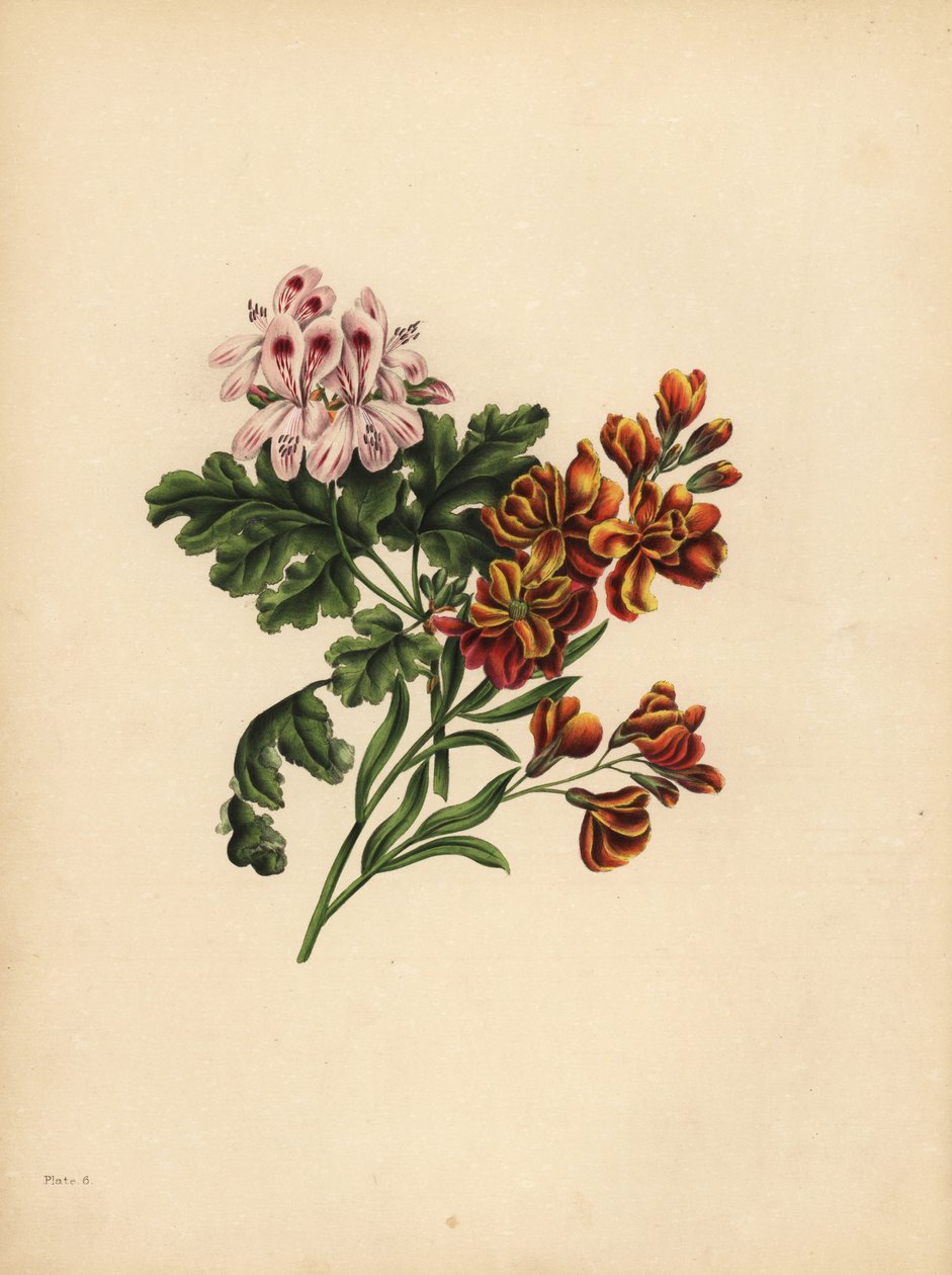 Helen Geranium, preference; The Garden Wallflower, Věrnost v neštěstí od Unbekannt