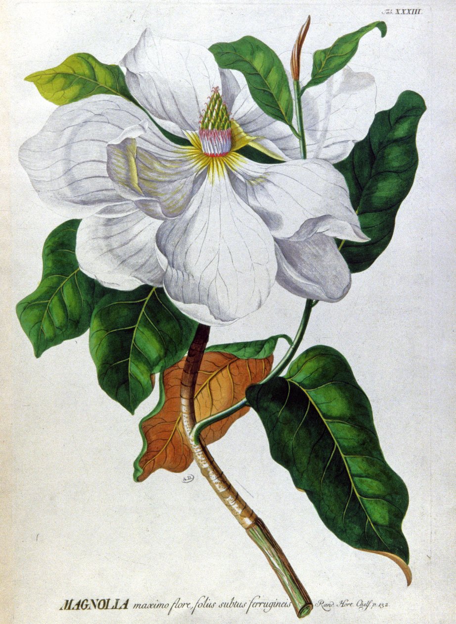 Magnolie od Unbekannter Künstler