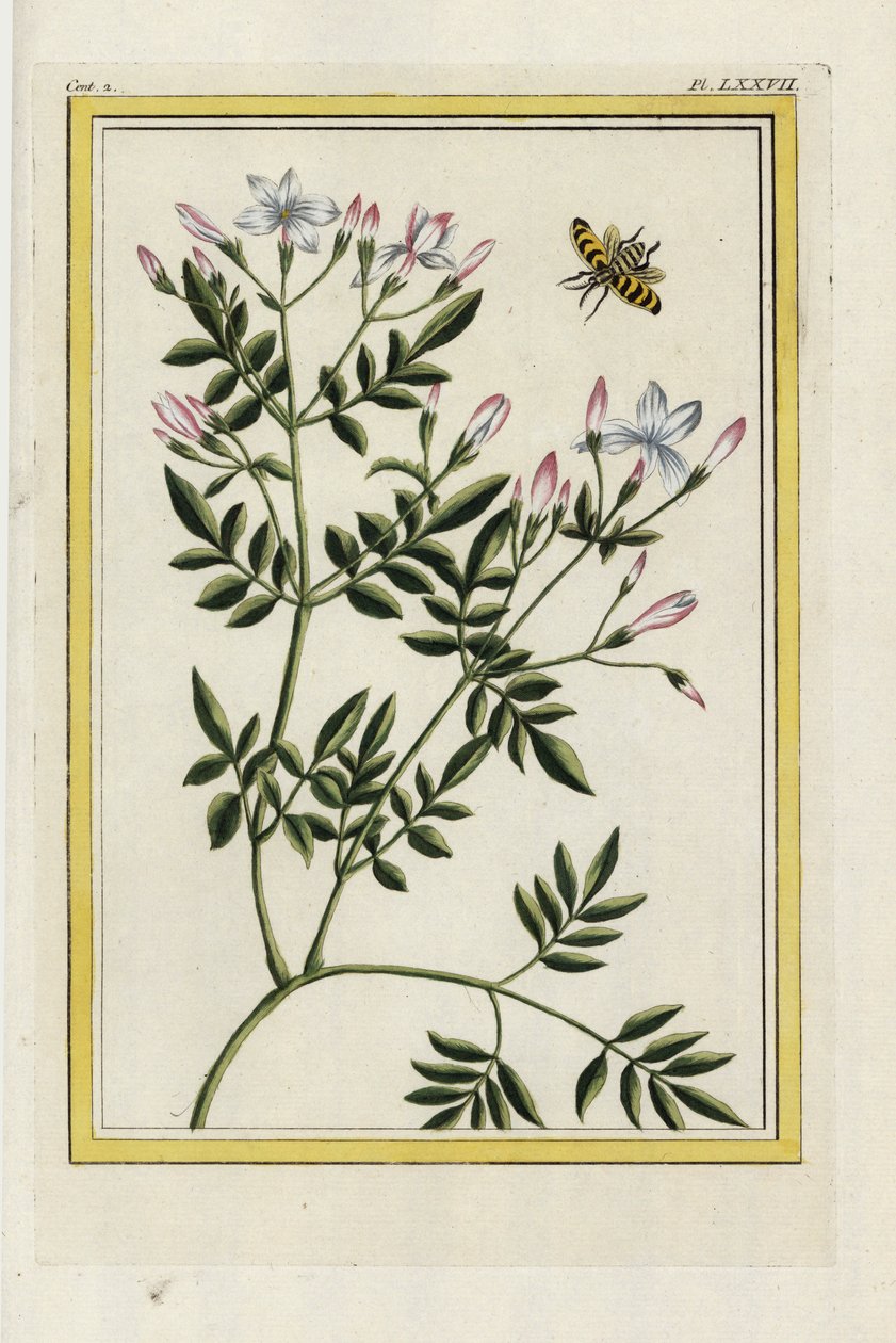 Španělský jasmín. Jasmín španělský, Jasminum grandiflorum. Ručně kolorovaný lept od Pierra Josepha Buchoze "Vzácná a osvětlená sbírka nejkrásnějších a nejzajímavějších květin, pěstovaných jak v čínských, tak v evropských zahradách", Paříž od Unbekannter Künstler