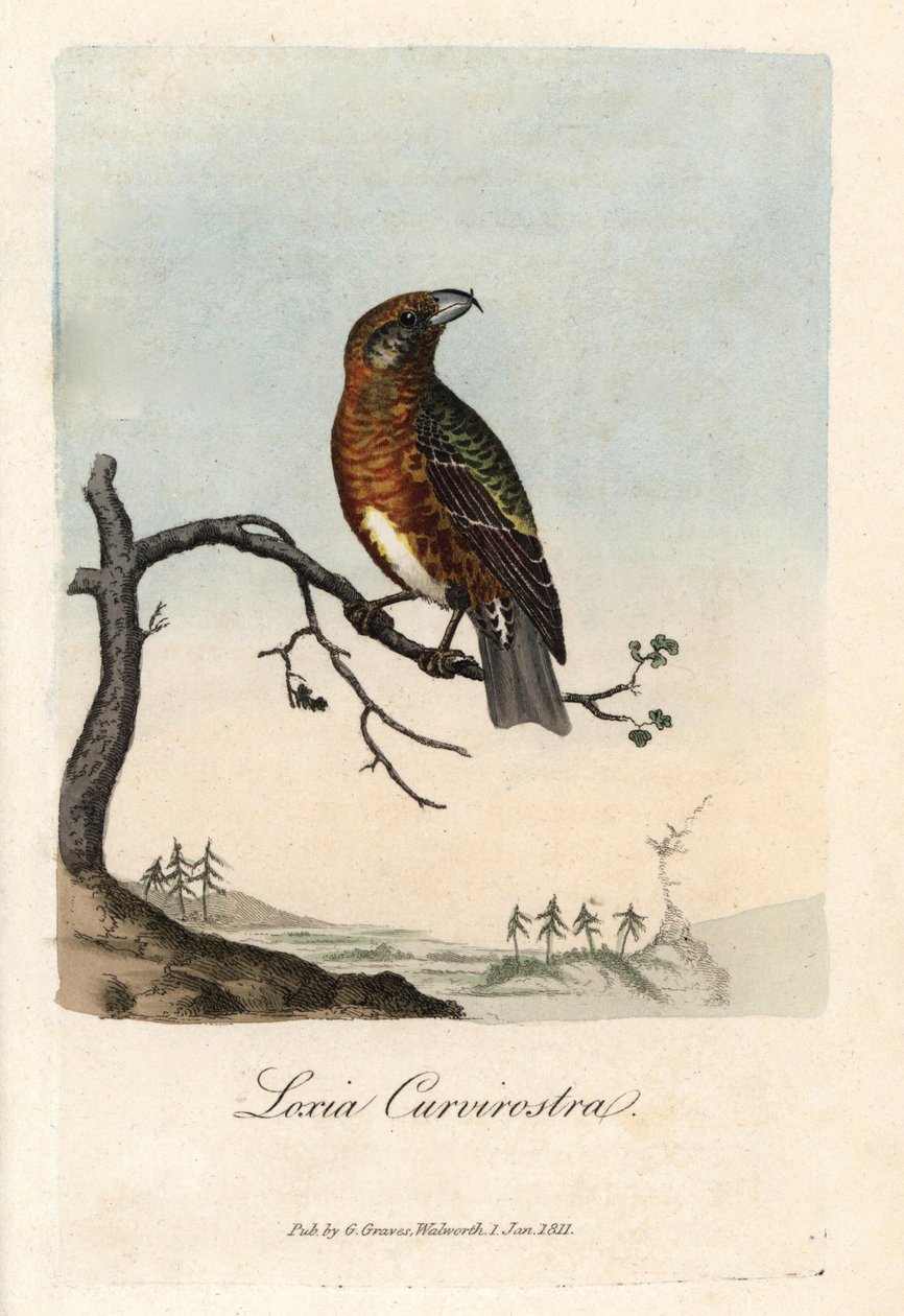 Návrh zákona překračuje jedle. Barevná mědirytina George Gravese v British Ornithology. od Unbekannter Künstler
