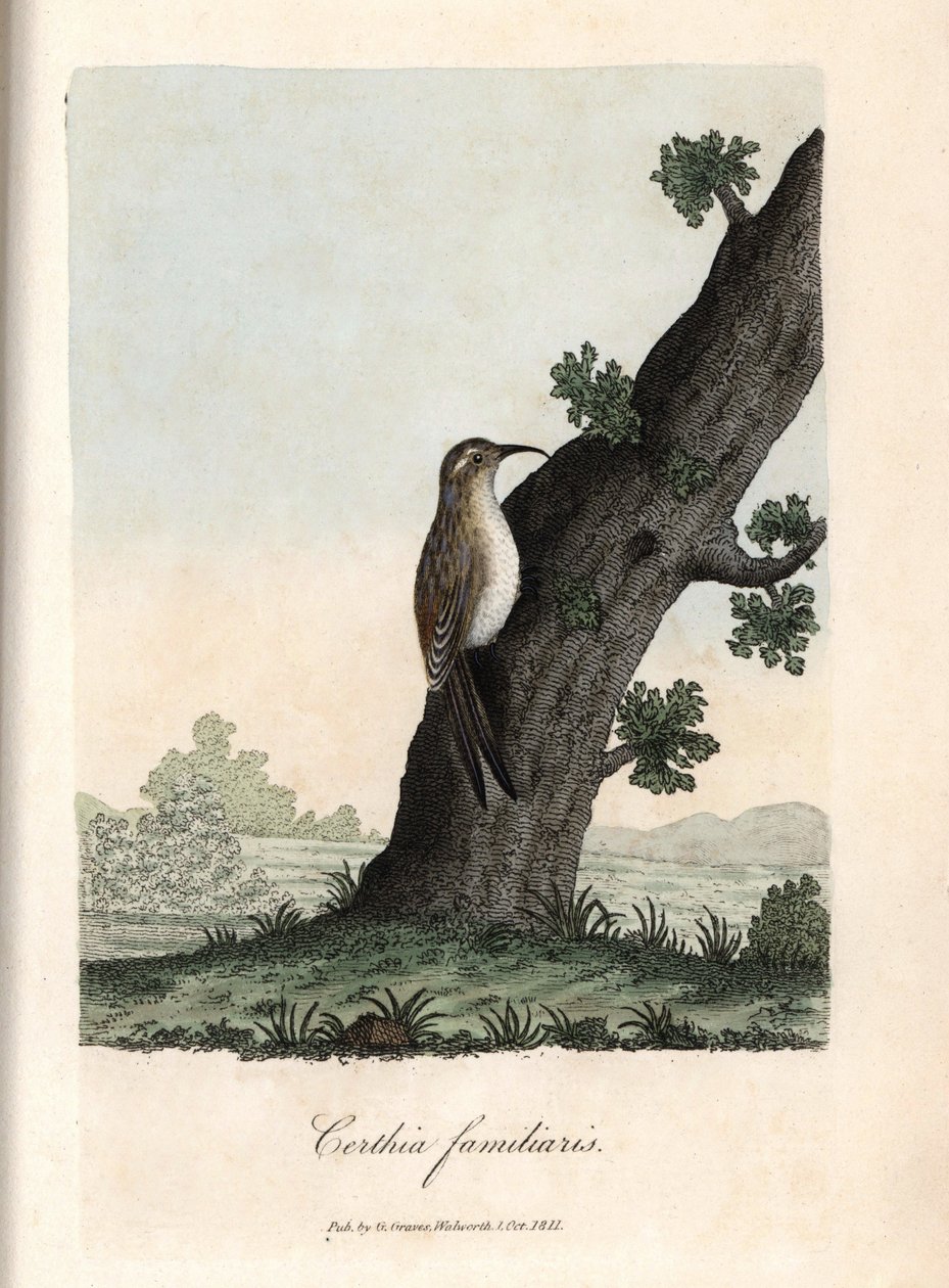 Lesní horolezec. Barevná mědirytina George Gravese v British Ornithology. od Unbekannter Künstler