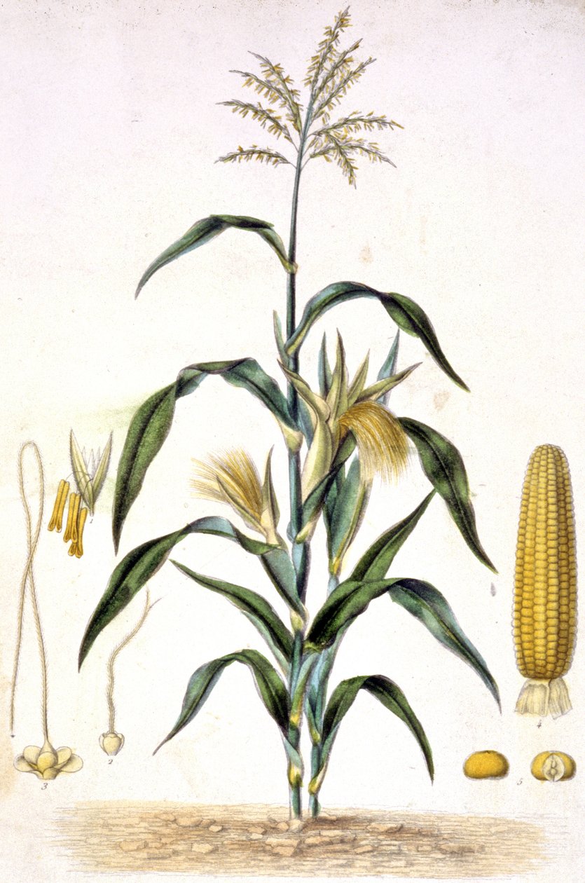 Obilí, asi 1880-1900 (rytina) od Unbekannter Künstler