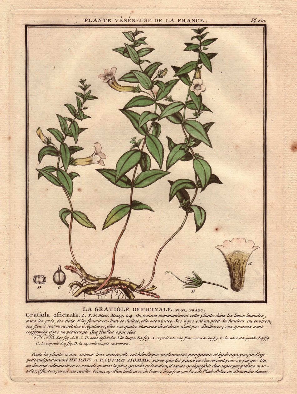 Gratiola officinale (Gratiola officinalis). Žilnatina, popis rostliny, stonku, listů, květů a kořenů. Podrobnosti o kalichu, pestíku a tobolce. Eau forte en couleurs 18. století, in Herbier de la France (1780-1793), kresba, rytina a p od Unbekannter Künstler