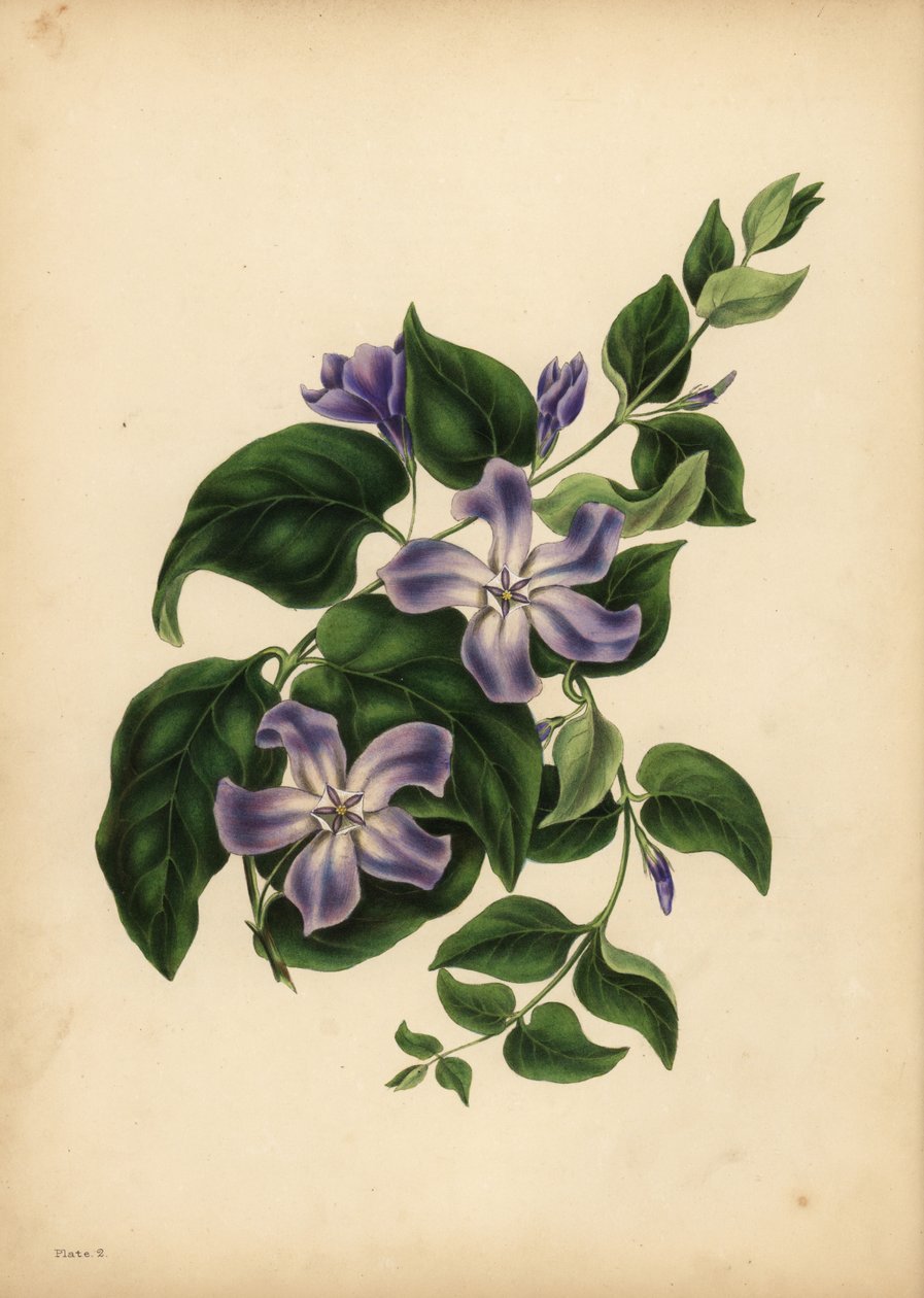 Velký modrý brčál, Vinca major, Potěšení paměti od Unbekannt