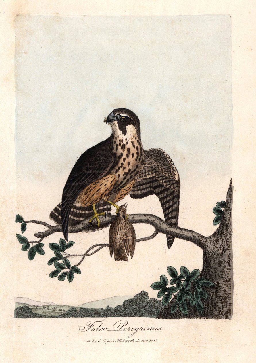 Sokol pelerínský. Barevná mědirytina George Gravese, in British Ornithology od Unbekannter Künstler