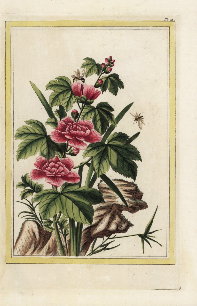 Fialový strom má inkarnátní květy. Růžový sléz, Hibiscus syriacus. Ručně kolorovaný lept od Pierra Josepha Buchoze "Vzácná a osvětlená sbírka nejkrásnějších a nejpodivuhodnějších květin, pěstovaných v čínských i evropských zahradách, od Unbekannter Künstler