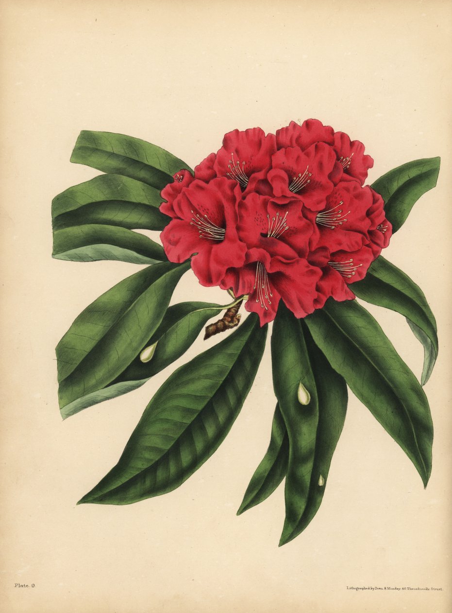 Červenokvetý strom Rhododendron, nebezpečí od Unbekannt