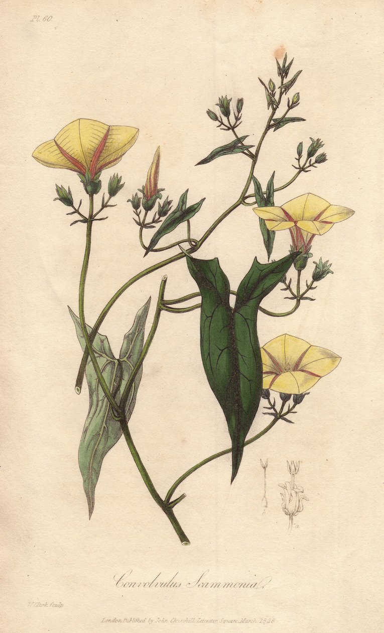 Škumpa (Convolvulus scammonia) - Silná voda od Williama Clarkea k ilustraci knihy "Medical Botanical, Description of the Medicinal Plants of London, Edinburgh, and Dublin" od Johna Stephensona a Jamese Morsse Churchilla, vydané v Londýně Johnem Churcem. od Unbekannter Künstler