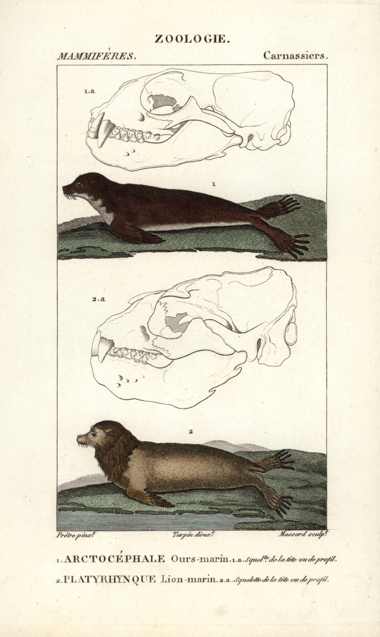 Medvěd mořský neboli tuleň severní (arctocephale) a lev mořský neboli lachtan (platyrhynque) - Eau forte od Jeana Gabriela Pretreho (1780-1845), vyryl Carnonkel, pro slovník přírodních věd: savci od Frederica Cuviera, vydal Pierre Jean Fr. od Unbekannter Künstler