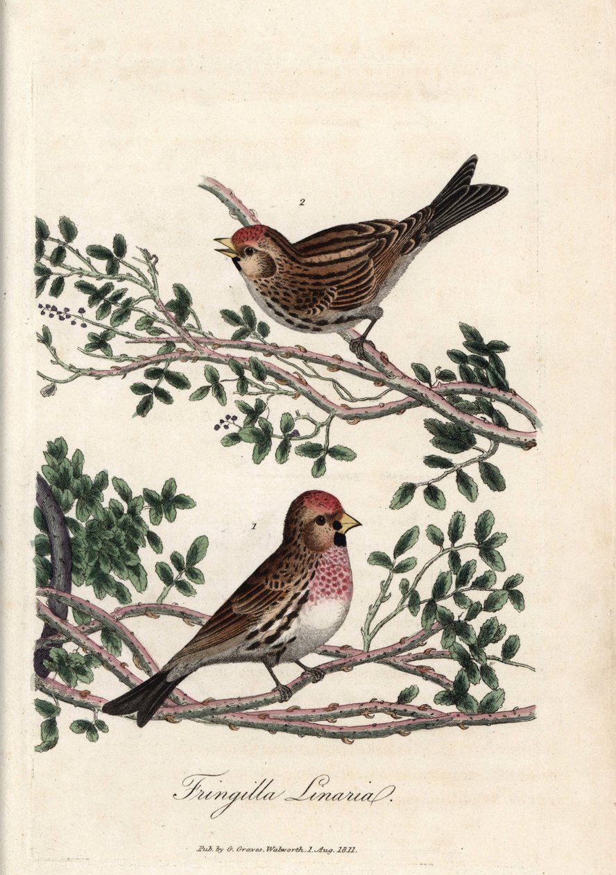 Sizerin nebo malý linotte. Barevná mědirytina George Gravese v British Ornithology. od Unbekannter Künstler
