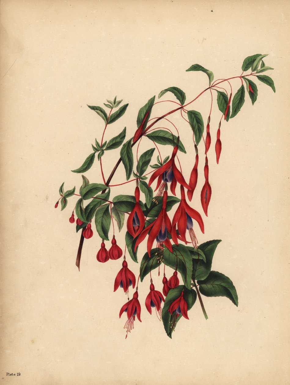 Štíhlá a kulovitá Fuchsie, Fuchsia magellanica, Chuť od Unbekannt