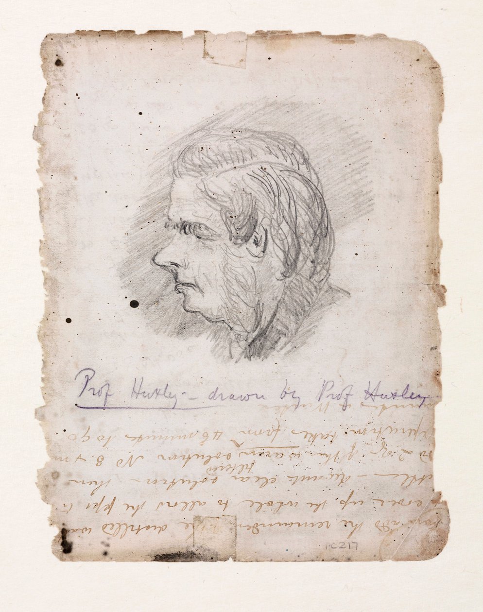 Thomas Henry Huxley, anglický biolog, polovina konce 19. století od Unbekannt