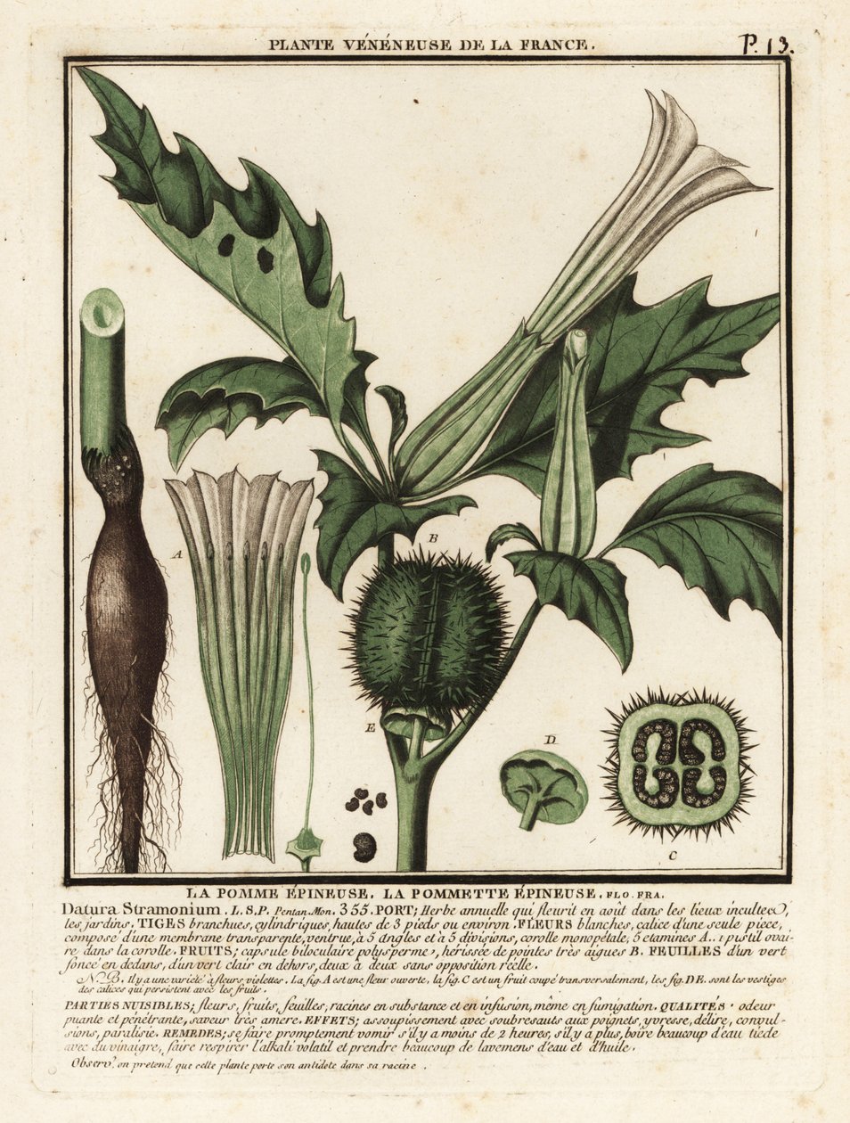 Jabloň trnitá, Datura stramonium. od Unbekannter Künstler