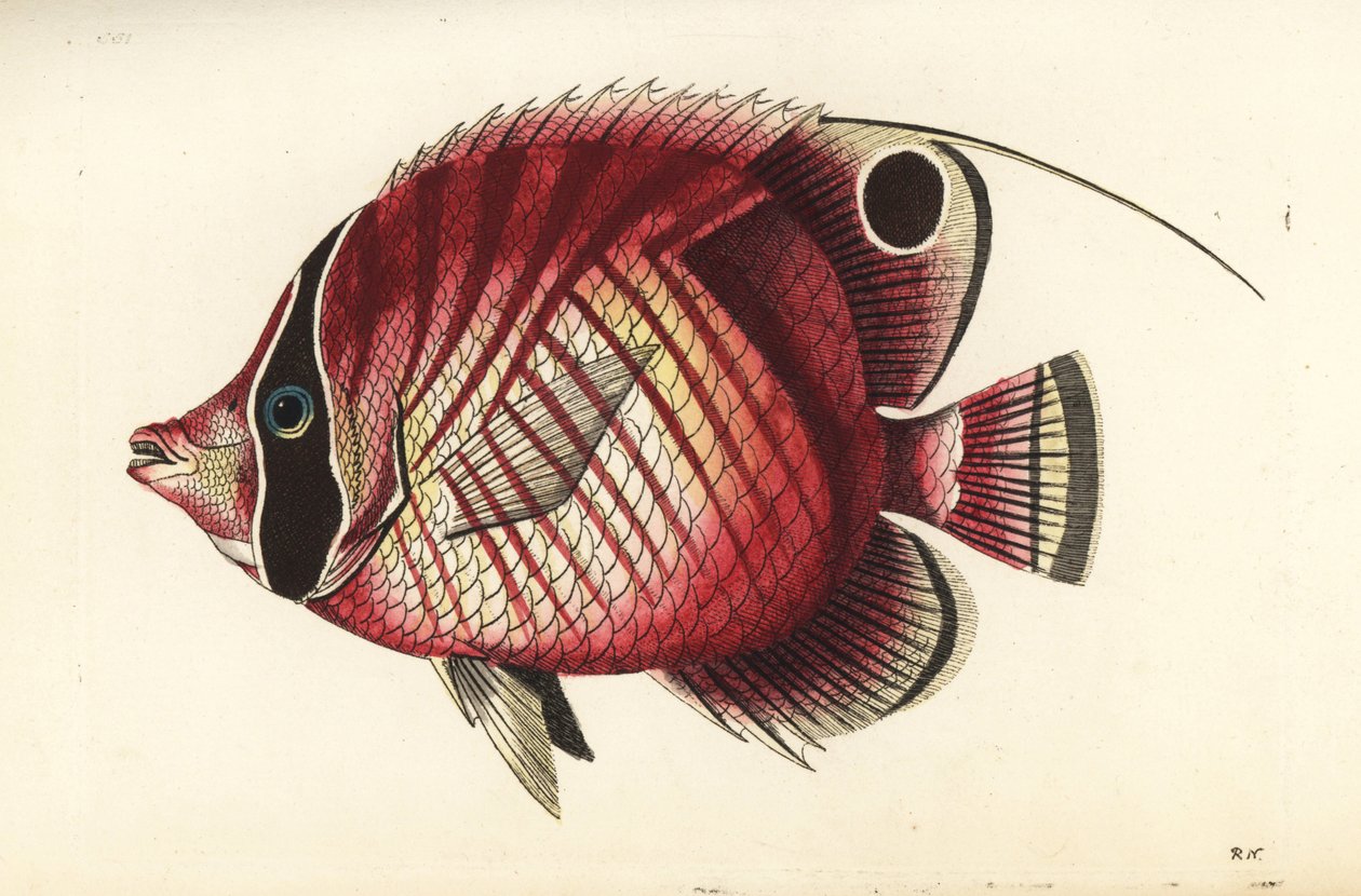 Motýlek nitěnka, Chaetodon auriga (Chaetodon červenopruhý, Chaetodon setifer). Ilustrace nakreslil a vyryl Richard Polydore Nodder. Ručně kolorovaná mědirytina z knihy George Shawa a Fredericka Noddera The Naturalist