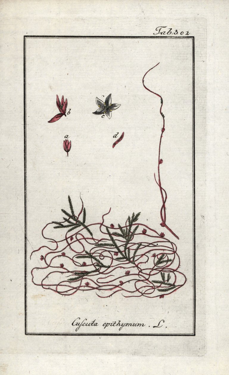 Tymiánový kuklík nebo kuklík drobnokvětý (Cuscuta epithymum). Litografie z knihy "Afbeelding der Artseny-Gewassen" od Johannese Zorna (1739-1799), Nizozemsko. od Unbekannter Künstler