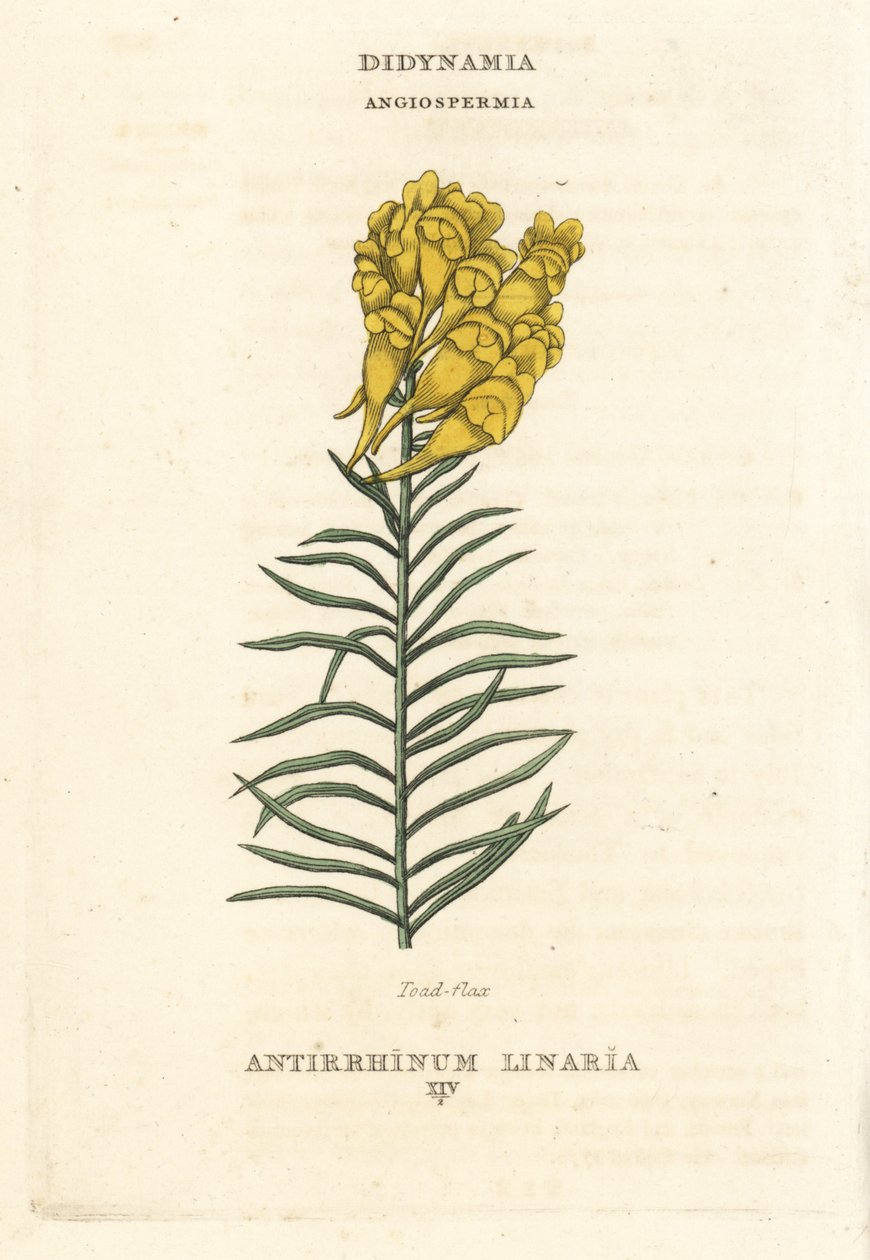 Muchovník obecný, Linaria vulgaris (Antirrhinum linaria). Ručně kolorovaná mědirytina podle ilustrace Richarda Duppy z knihy The Claves and Orders of the Linnaean System of Botany, Longman, Hurst, London. od Unbekannter Künstler