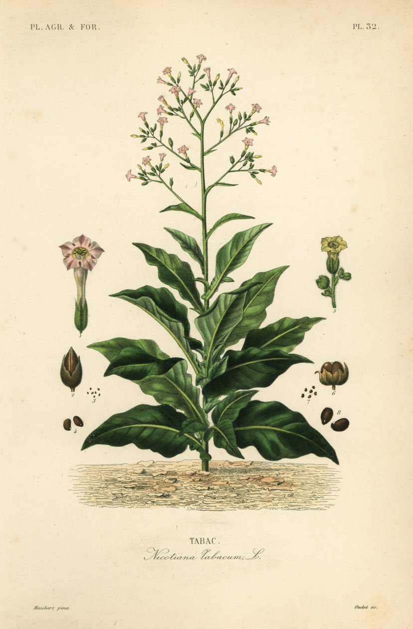 Rostlina tabáku, Nicotiana tabacum, Tabac od Unbekannt