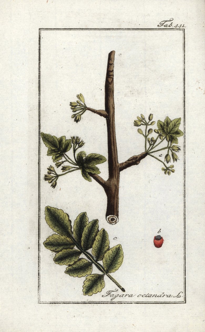 Tomentóza neboli guma tacamac (Elaphrium tomentosum). Litografie z knihy "Afbeelding der Artseny-Gewassen" od Johannese Zorna (1739-1799), Nizozemsko. od Unbekannter Künstler