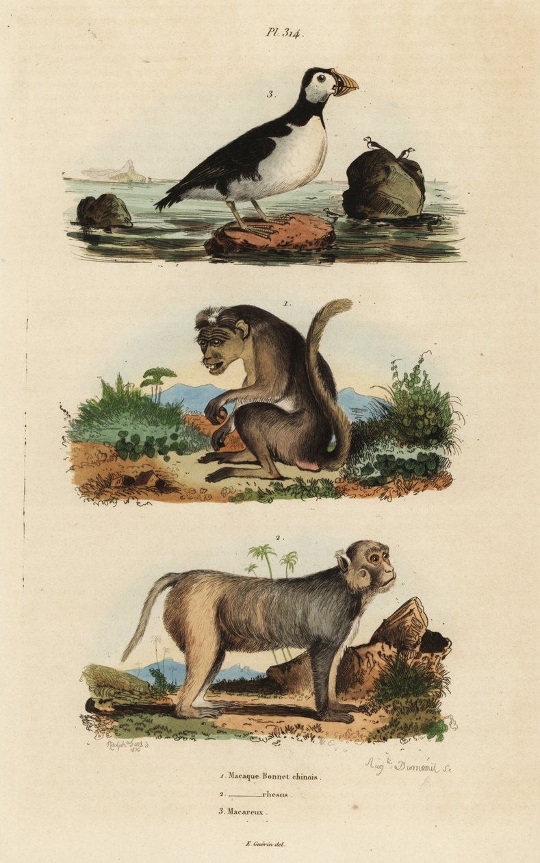 Makak toque, Macaca sinica, ohrožený 1, makak rhesus, Macaca mulatta 2, andulka auklet, papoušek Aethia 3 od Unbekannt