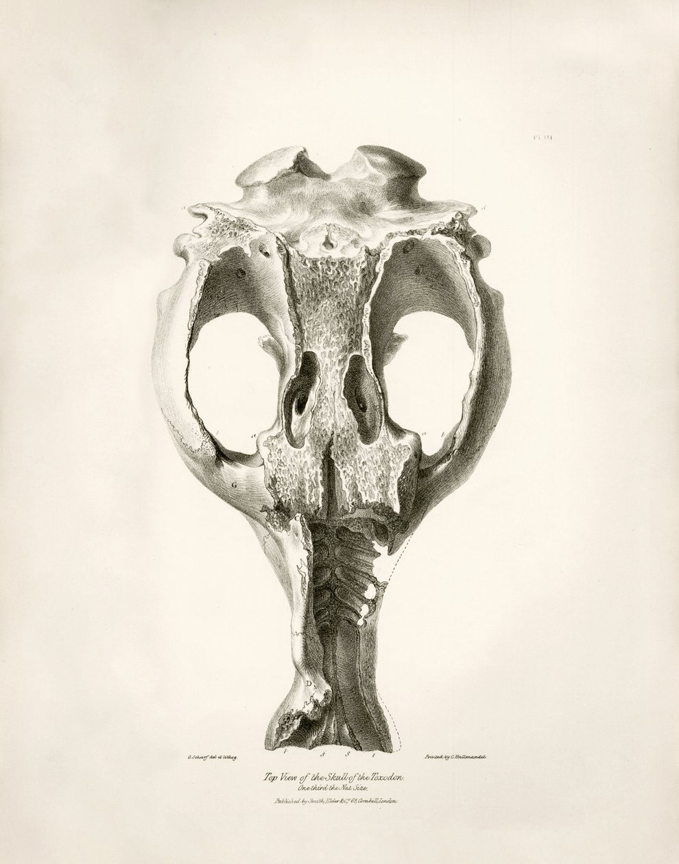 Jeřáb Toxodon, prehistorické zvíře, které nalezl Charles Darwin poblíž Montevidea v Uruguayi během své výzkumné cesty na palubě lodi Beagle. Zoologie cesty H.M.S. Beagle pod velením kapitána Fitzroye v letech 1832 až 1836 upravil a vydal prof. od Unbekannter Künstler