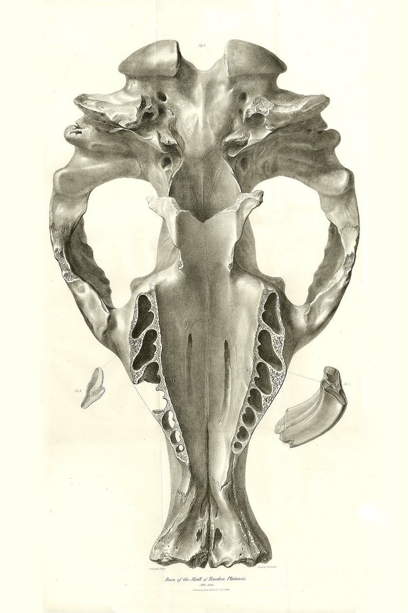 Jeřáb Toxodon, prehistorické zvíře, které nalezl Charles Darwin poblíž Montevidea v Uruguayi během své výzkumné cesty na palubě lodi Beagle. Zoologie cesty H.M.S. Beagle pod velením kapitána Fitzroye v letech 1832 až 1836 upravil a vydal prof. od Unbekannter Künstler
