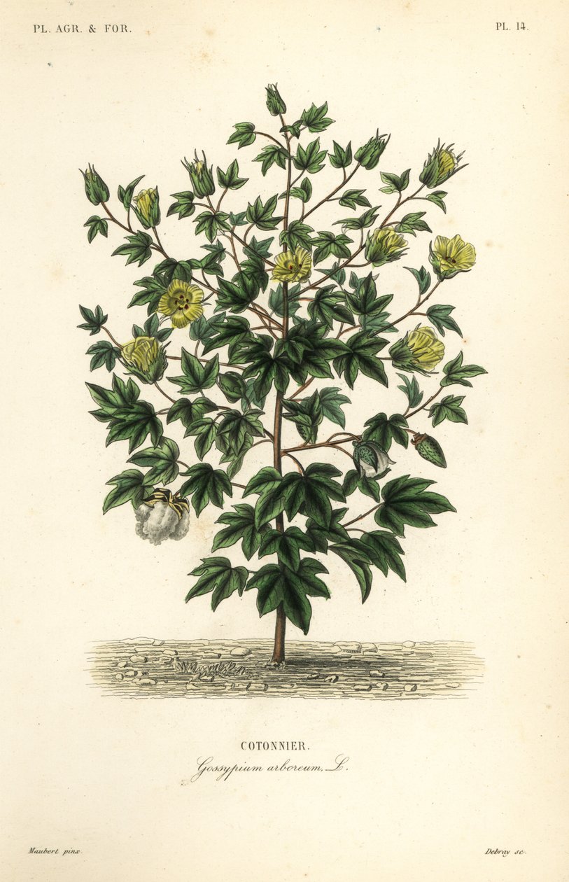 Stromová bavlna, Gossypium arboreum, Cotoninier od Unbekannt