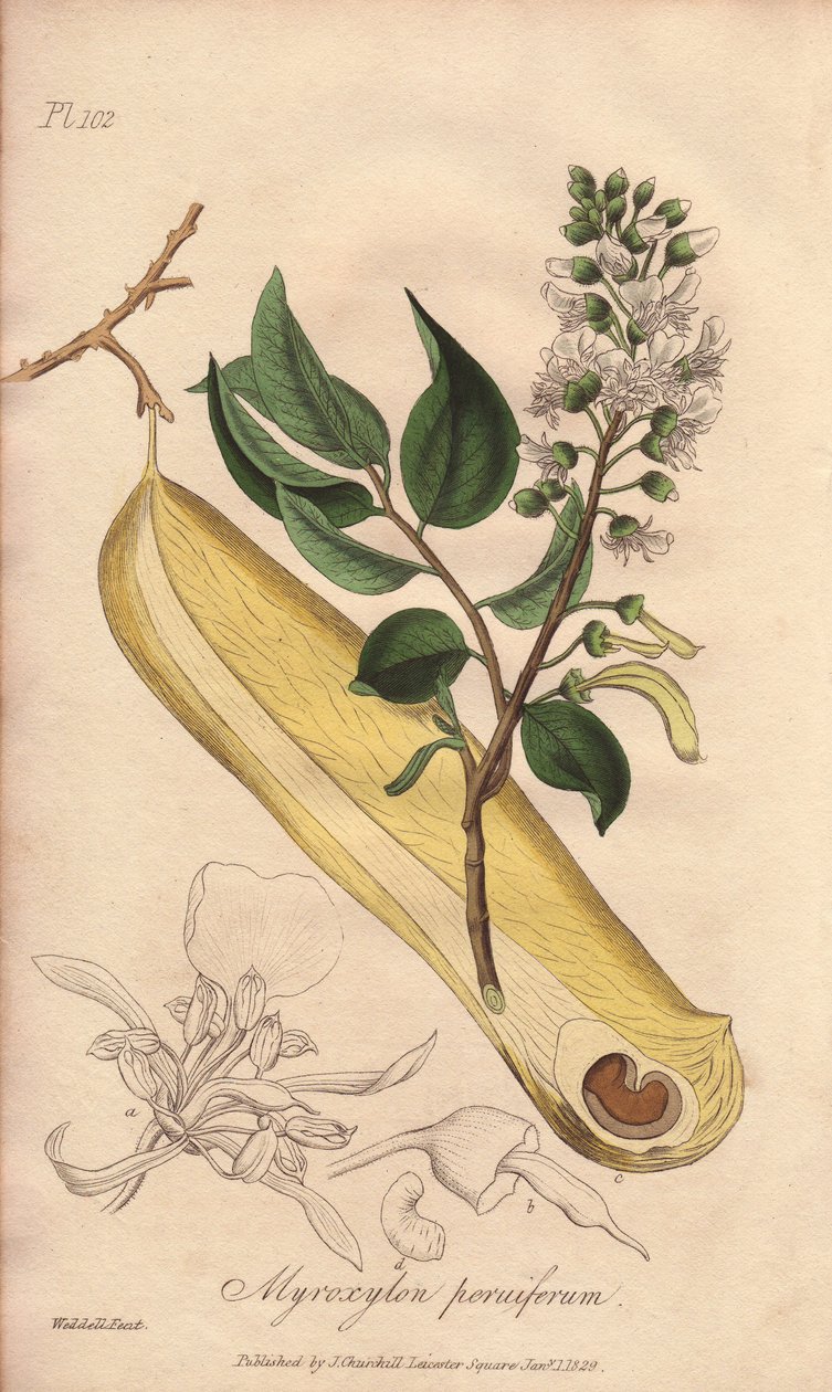 Strom horečky (Myroxylon peruiferum) - Silná voda od Williama Clarka k ilustraci knihy "Medical Botanical, Description of the Medicinal Plants of London, Edinburgh and Dublin" od Johna Stephensona a Jamese Morsse Churchilla, vydané v Londýně Johnem Churche od Unbekannter Künstler