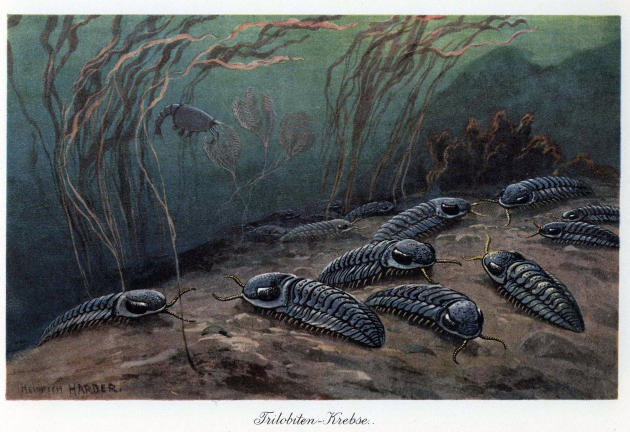 Trilobiti (trojlaločníci), fosilní mořští členovci z čeledi Trilobia, kteří žili v prvohorách (primárním období), od kambria do permu. Barevná ilustrace Heinricha Hardera (1858-1935), v knize "Tiere der Urwelt" (Zvířata pravěku), text od Unbekannter Künstler