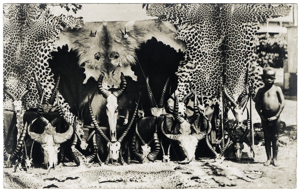 Trofeje, cca 1910 (černobílá fotografie) od Unbekannter Künstler
