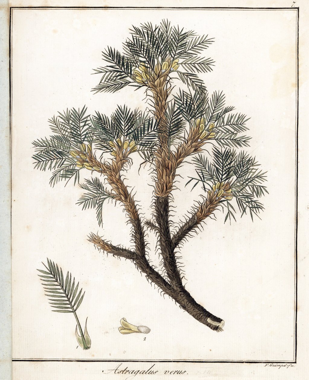Astragalus pravý - litografie F. Guimpela, z lékařské botaniky Friedricha Gottloba Haynese (1763-1832), Berlín od Unbekannter Künstler